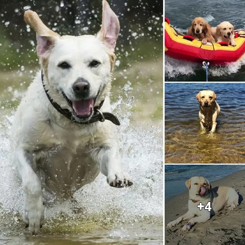 Are Labradors Truly the Best Swimmers?